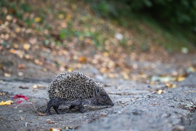 力毫无疑问 力毫无疑问