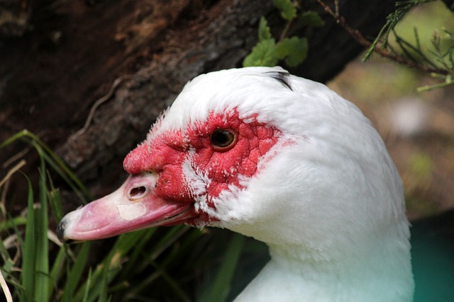 在中衛位置 在中衛位置