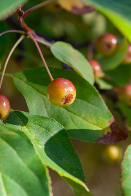 球隊策略調 球隊策略調
