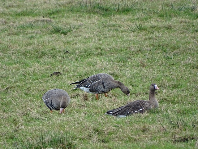 让伊森轮休 让伊森轮休
